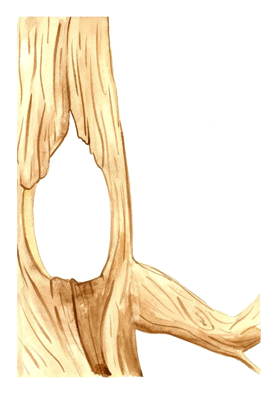 Nature journaling background featuring a hollow tree and branch, with space for drawings and writing.