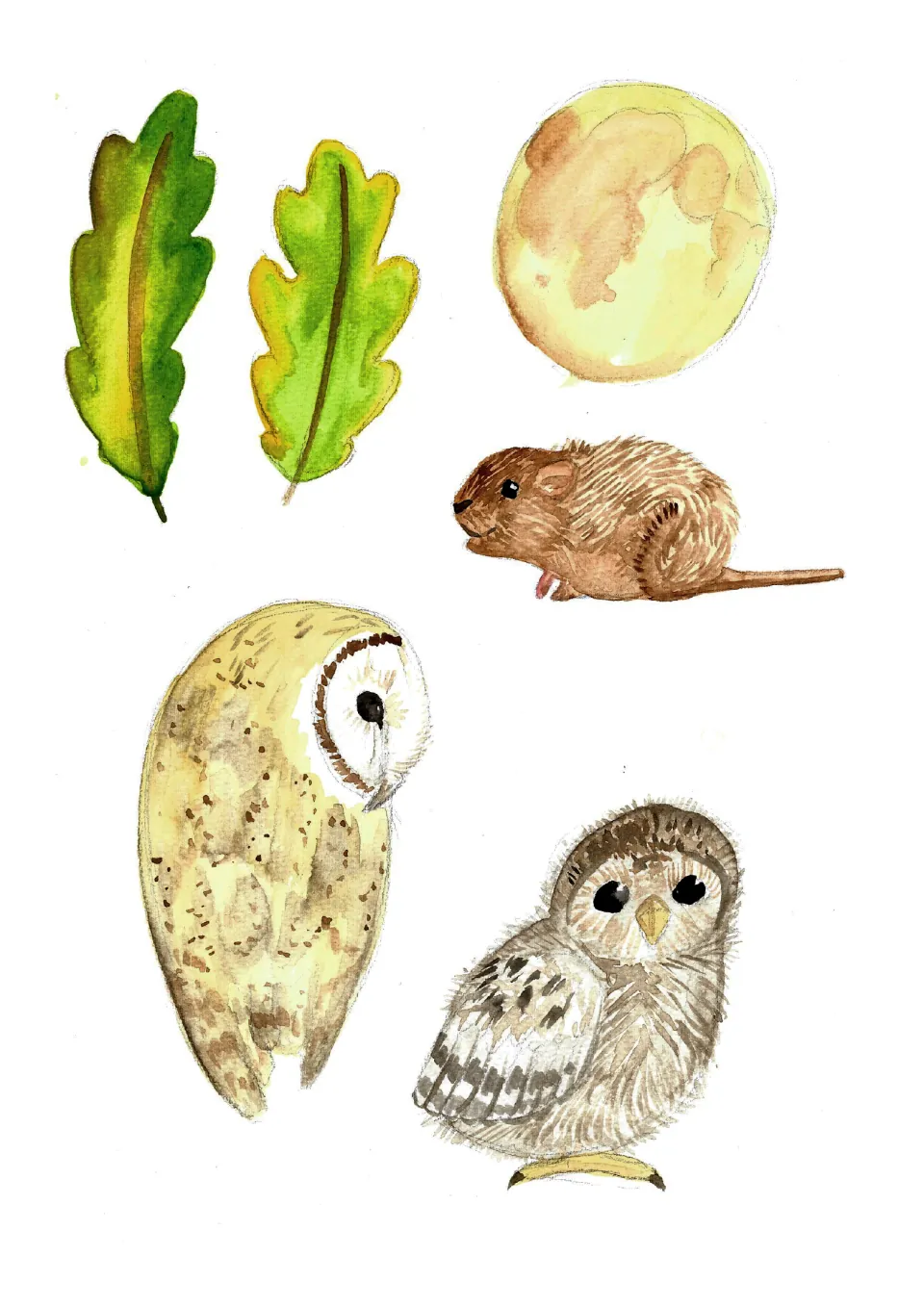 Journaling illustrations: a barn owl, baby tawny owl, vole, moon, and two oak leaves to add to the tree.