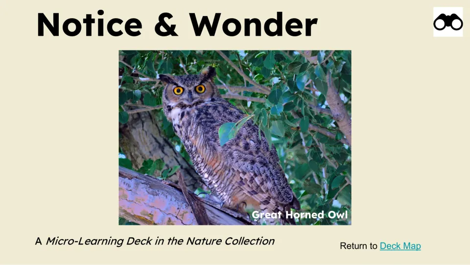 Notice & Wonder observation slide featuring a photograph labeled Great Horned Owl from the Nature Collection