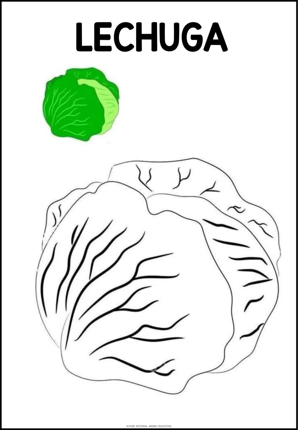 Spanish vegetable coloring activity labeled LECHUGA (lettuce), with a round leafy head outline and a colored example