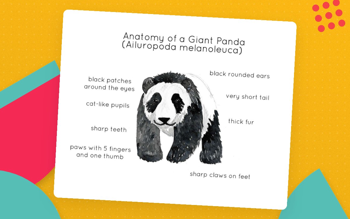 Panda Anatomy Poster – Watercolor Print preview