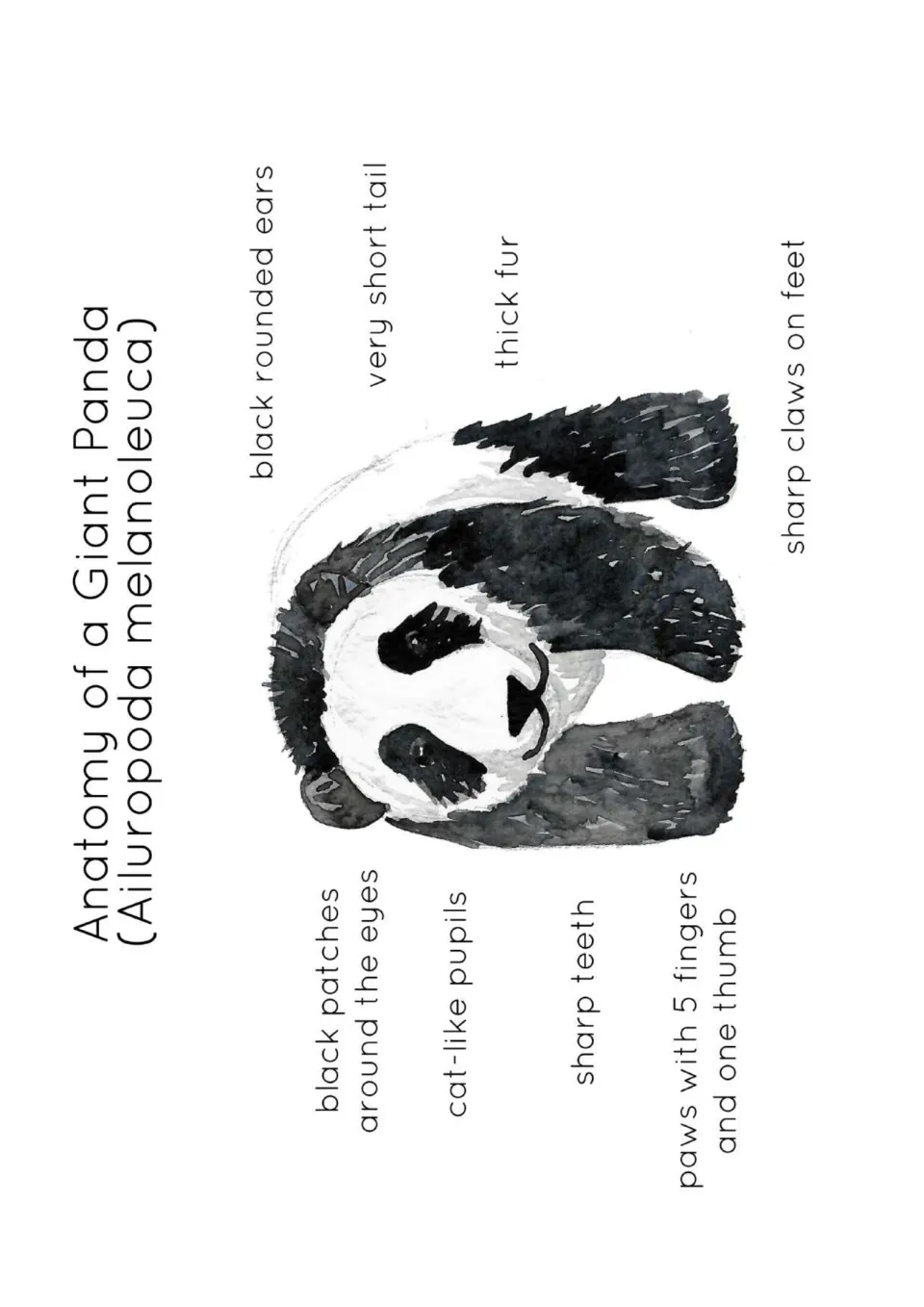 Panda anatomy poster labeling black rounded ears, eye patches, cat-like pupils, thick fur, teeth, and paws.