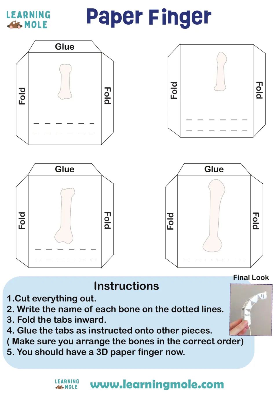Finger bones model: students label 4 bone pieces, cut, fold and glue them in order to build a 3D paper finger