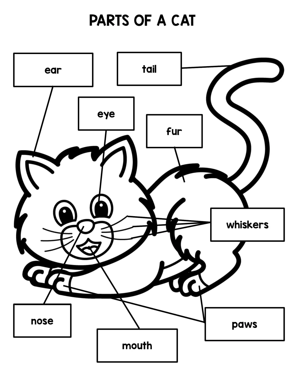 Cat anatomy reference: a fully labeled cat drawing showing ear, eye, nose, mouth, whiskers, fur, tail and paws