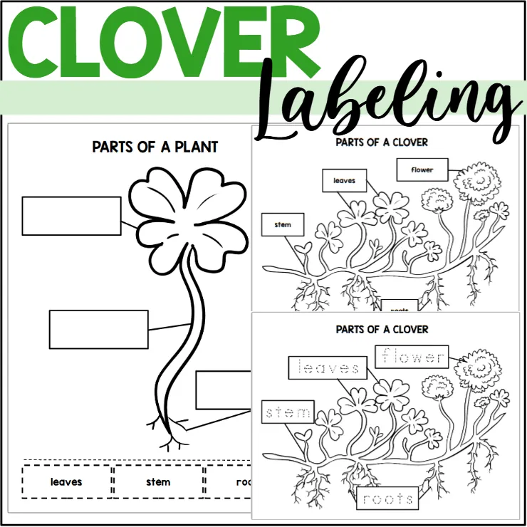 Parts of a Clover: Labeling a Clover Plant – cover