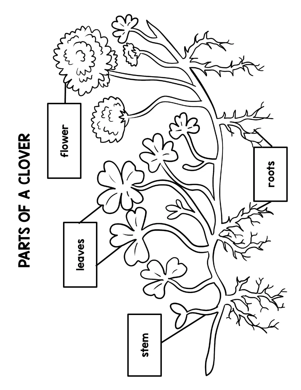 Clover plant diagram: parts labelled flower, leaves, stem and roots for students to study and colour as a reference