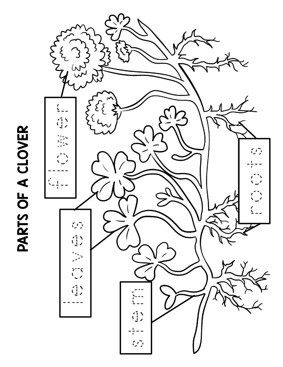 Clover parts tracing: students trace dotted letters to label the flower, leaves, stem and roots on the plant diagram