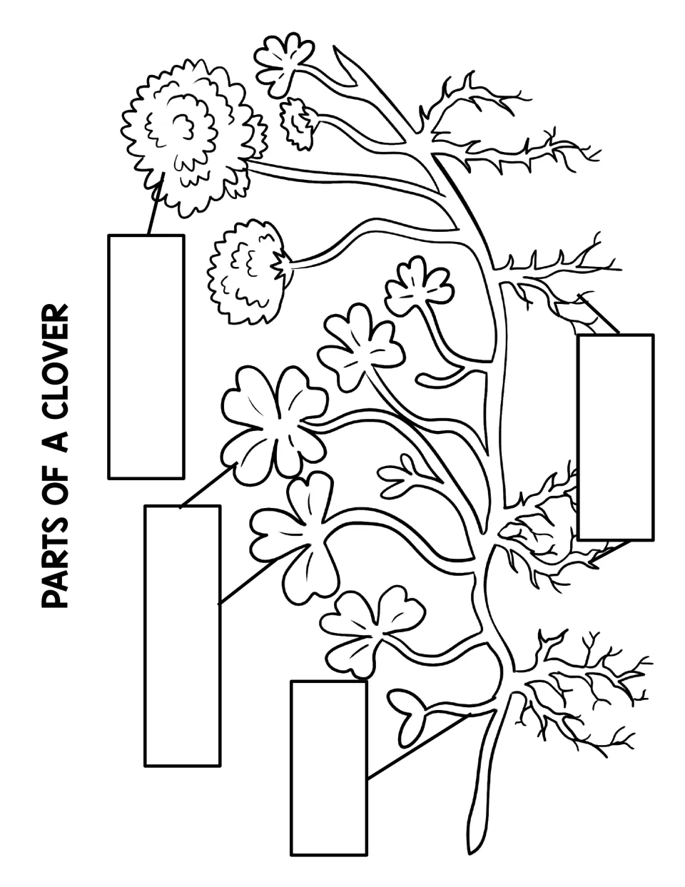 Clover labelling: students write flower, leaves, stem and roots in four blank labels pointing to parts of the plant