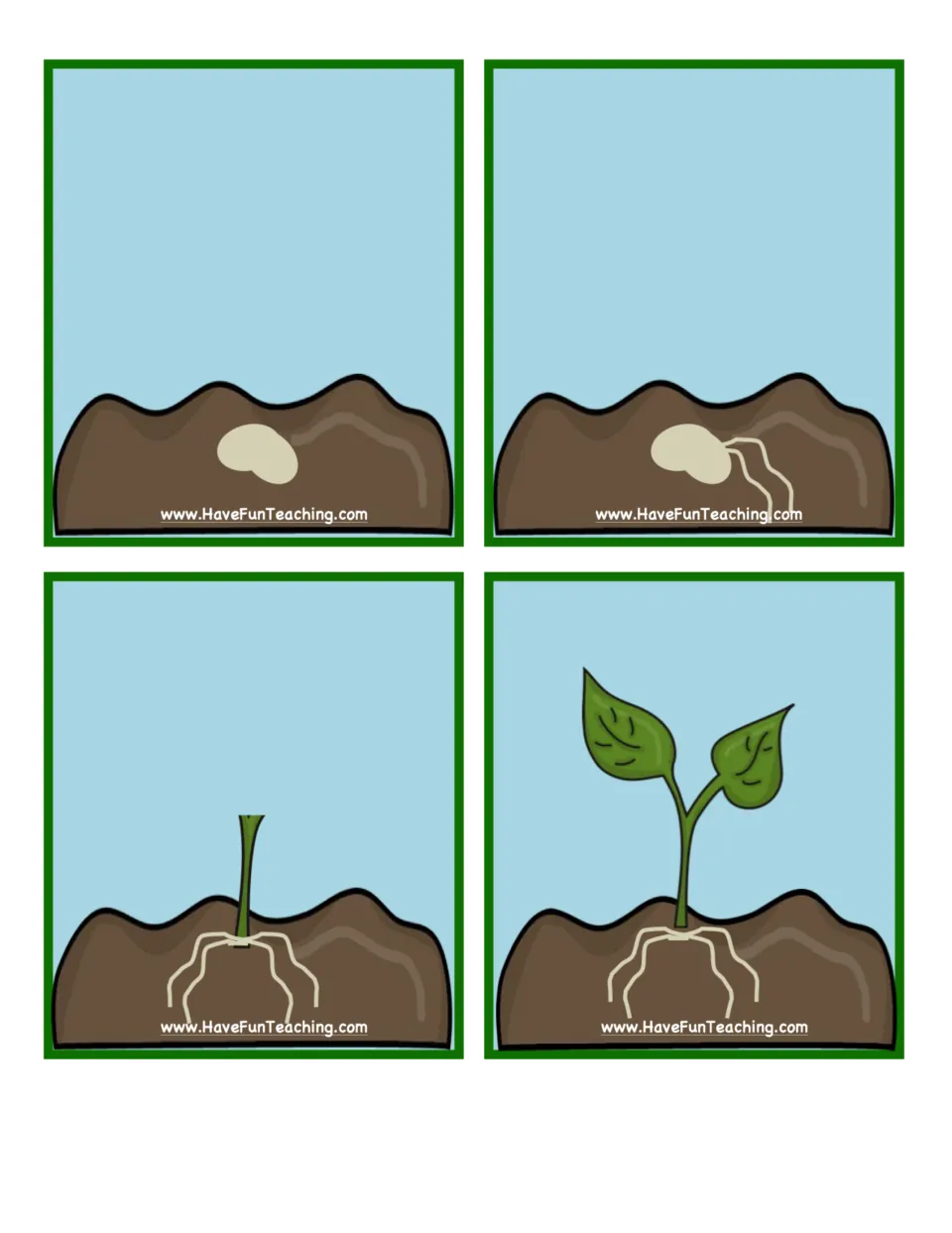 Flower growth sequencing cards 1–4 of five show a planted seed, emerging roots, a stem, and leaves