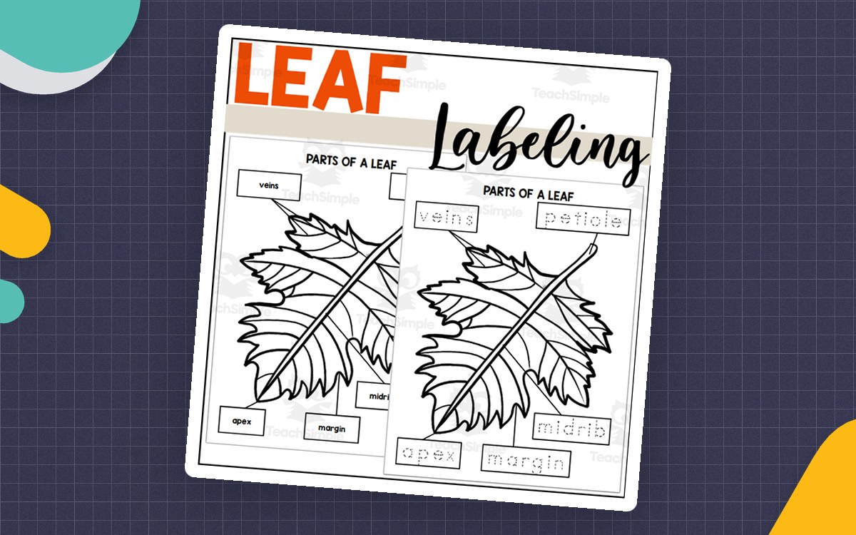Parts of a Leaf: Labeling a Leaf preview
