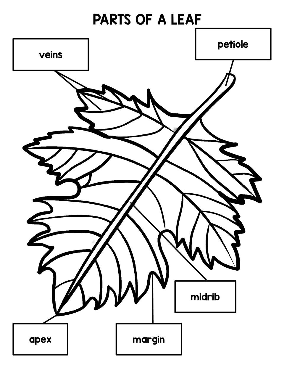 Parts of a leaf diagram with printed labels for veins, petiole, midrib, apex and margin pointing to a lobed leaf