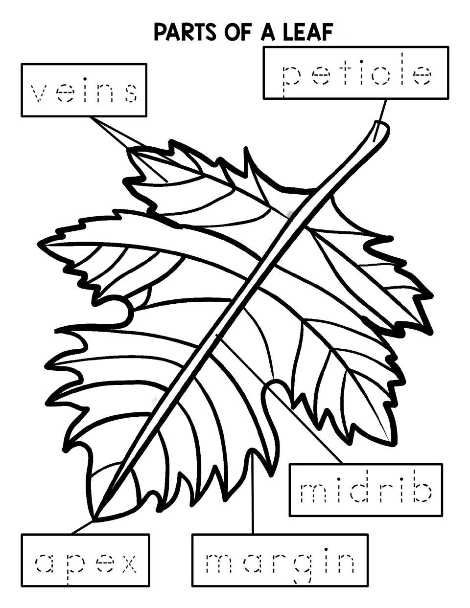 Leaf parts tracing: students trace dotted words veins, petiole, midrib, apex and margin to label the leaf diagram