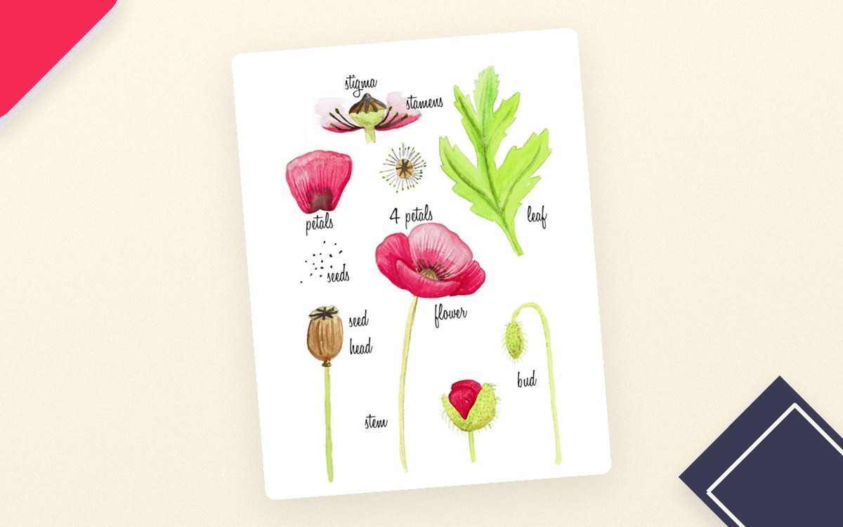 Parts of a Poppy Printable Poster poster cover with the resource title and classroom artwork.