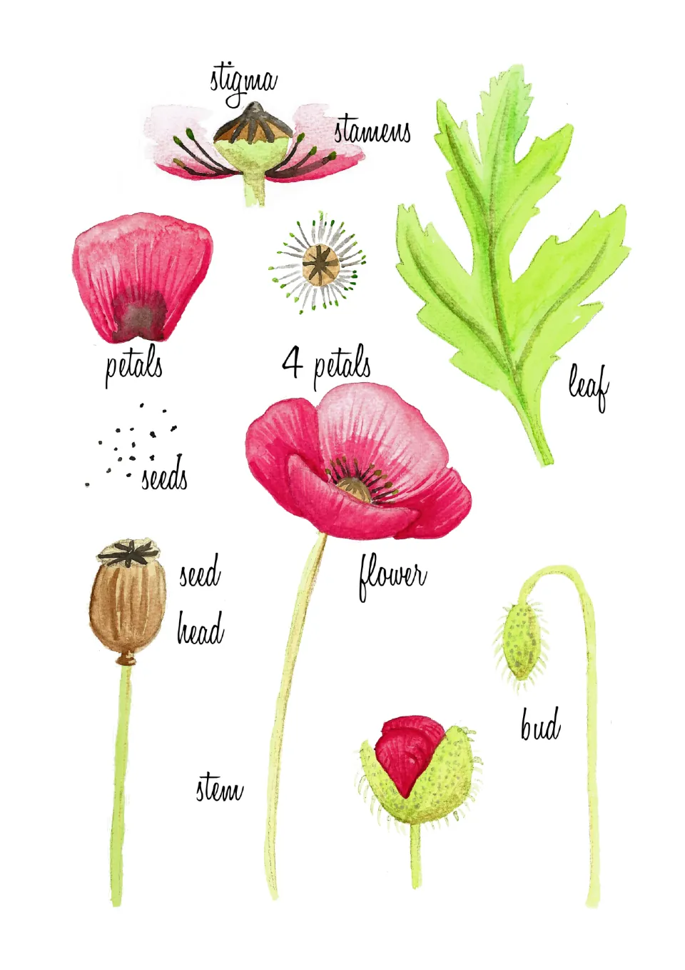 Poppy anatomy poster labeling stigma, stamens, petals, seeds, seed head, stem, flower, bud, and leaf