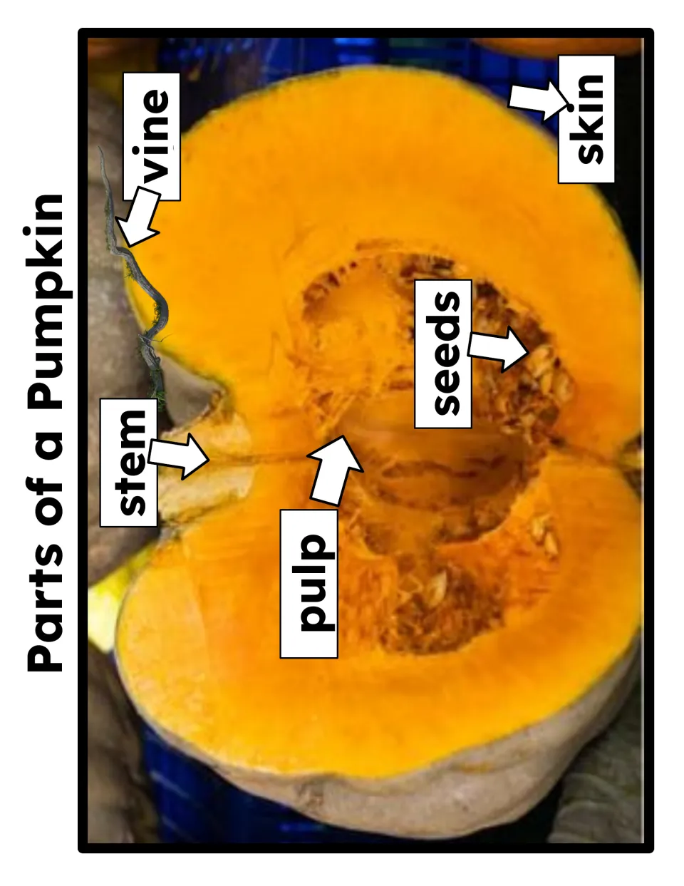 Pumpkin anatomy photo of a cut-open pumpkin with arrows labeling the stem, vine, pulp, seeds and skin