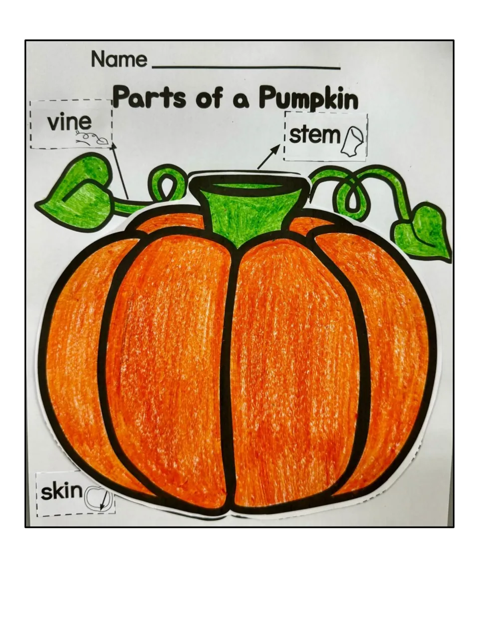 Completed labeling sample: a colored pumpkin with vine, stem and skin labels glued beside arrows pointing to each part