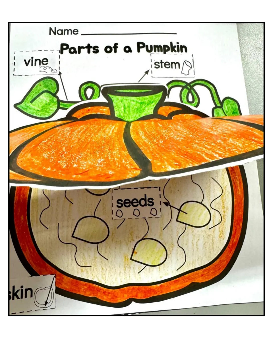 Pumpkin labeling sample with the top flap lifted to reveal the inside, where a seeds label points to the seeds and strings