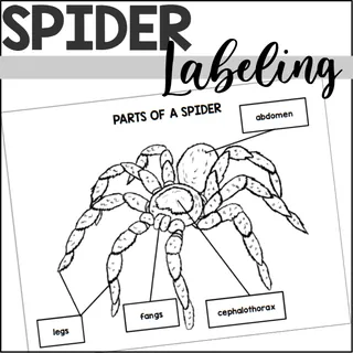 Parts of a Spider: Labeling a Spider – cover