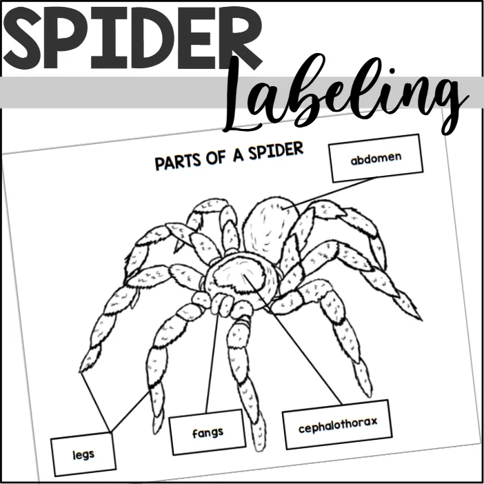 Parts of a Spider: Labeling a Spider – cover