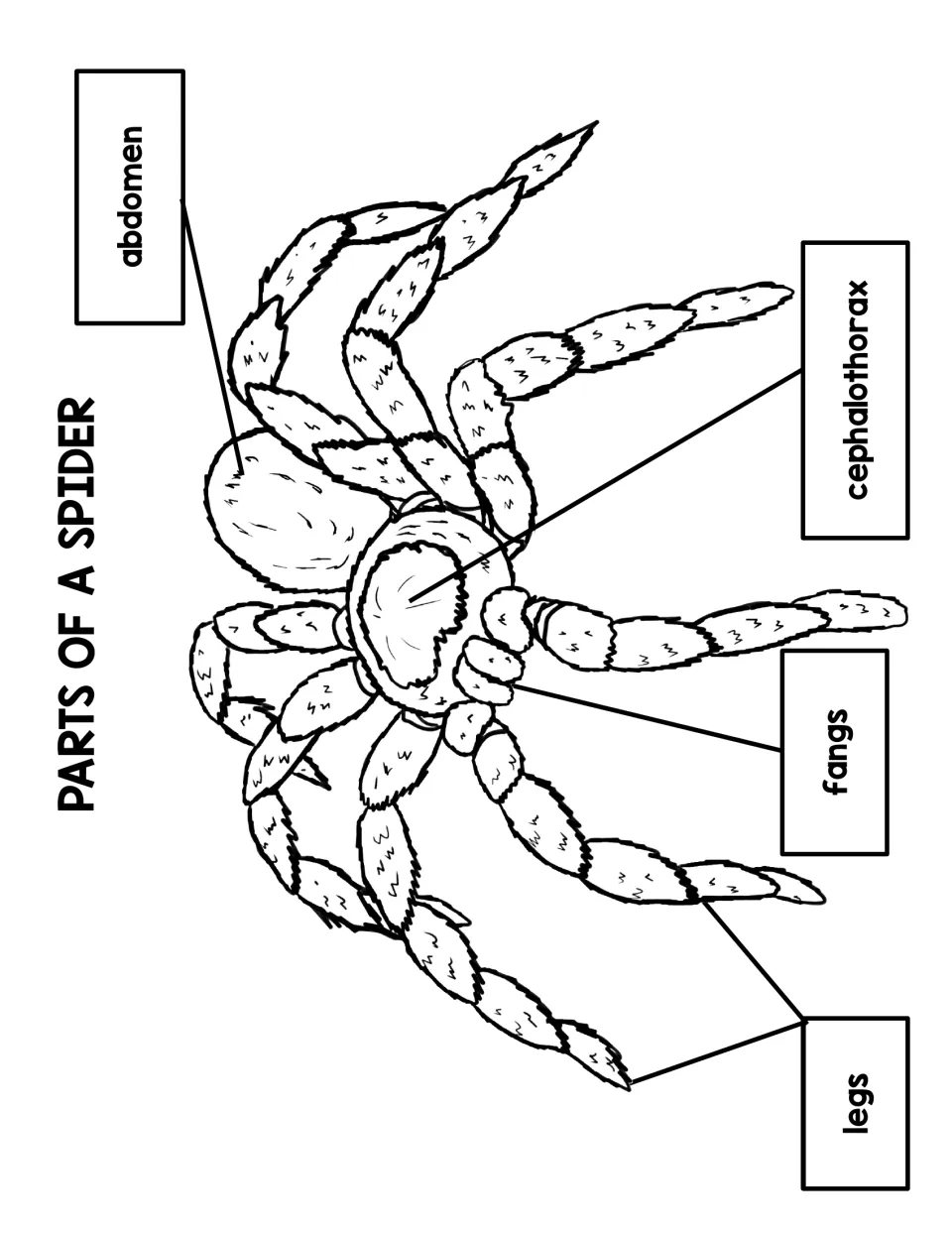 Labelled spider diagram naming the abdomen, cephalothorax, fangs and legs, with each label pointing to its body part