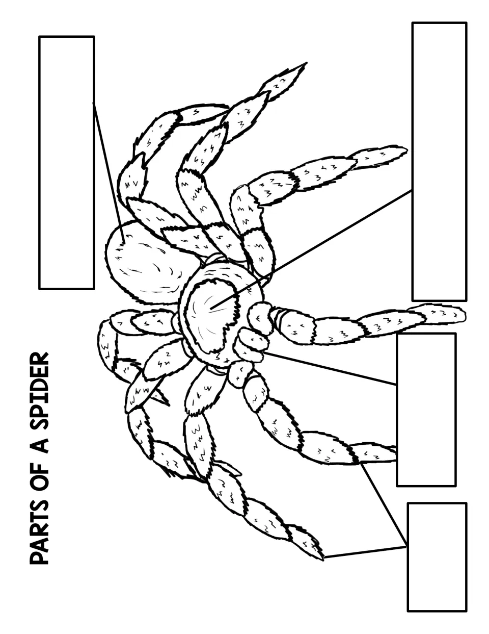 Spider body parts labelling: students write the four part names in the blank labels pointing to the spider's body