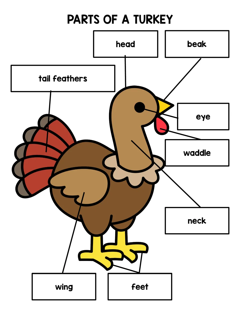Parts of a turkey diagram in color labeling head, beak, eye, waddle, neck, wing, feet and tail feathers for reference