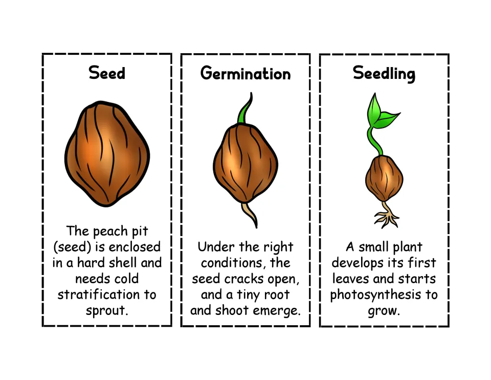 Peach life cycle cards for Seed, Germination and Seedling: students cut out each card and glue them in order