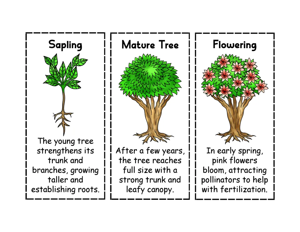 Sapling, Mature Tree and Flowering cards: students sequence the peach tree's growth using each picture and description