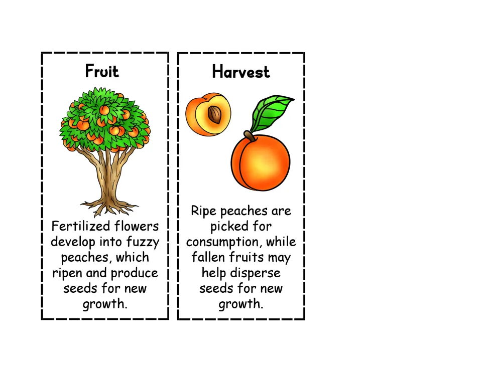 Fruit and Harvest cards to cut and sequence: flowers become fuzzy peaches, then ripe fruit is picked or spreads seeds