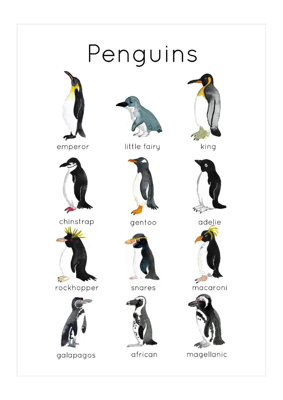 Penguins poster: 12 watercolor species labelled, from emperor, king and little fairy to rockhopper, macaroni and african