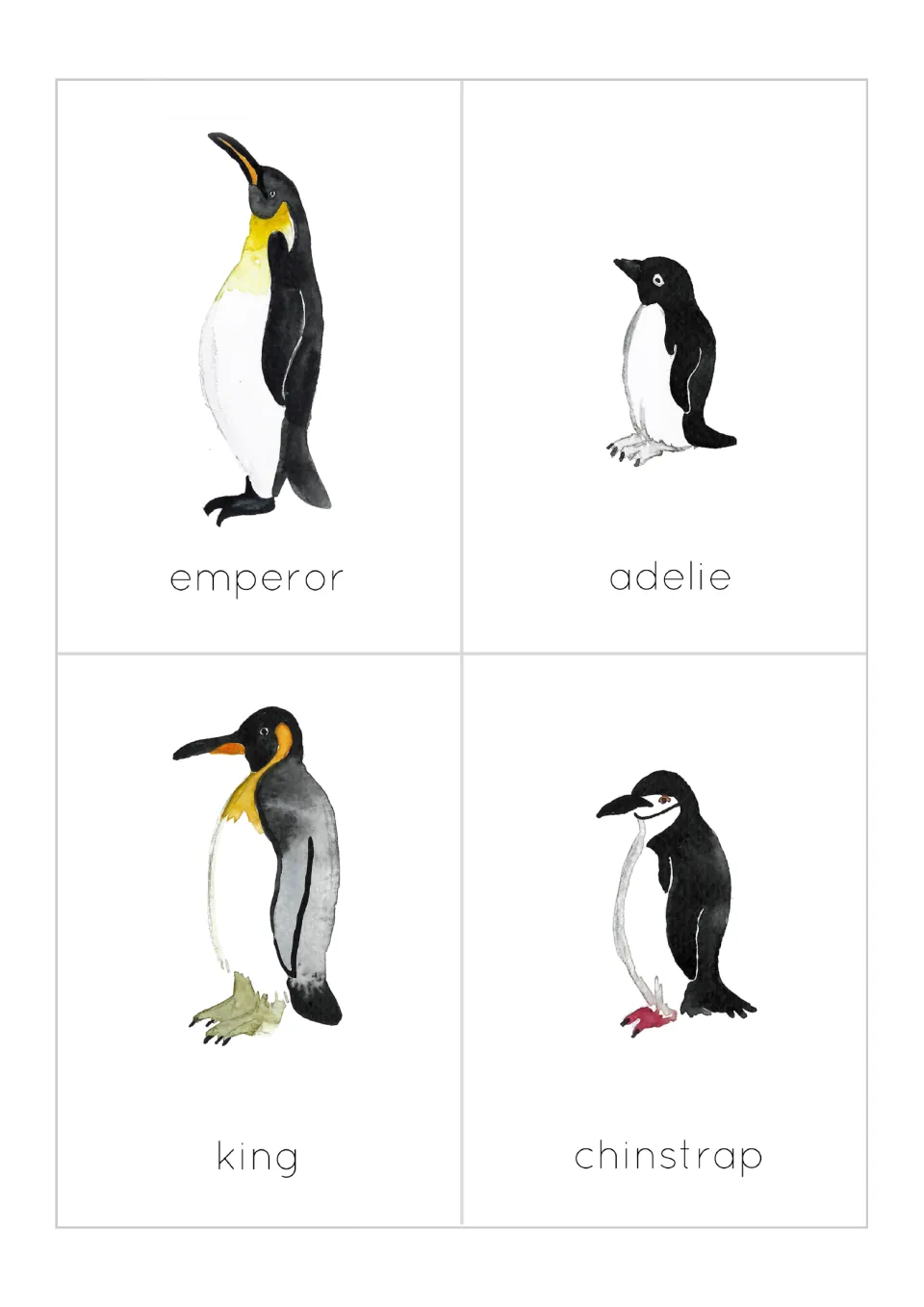 Penguin species cards: emperor, adelie, king and chinstrap, each a watercolor drawing with its name printed below