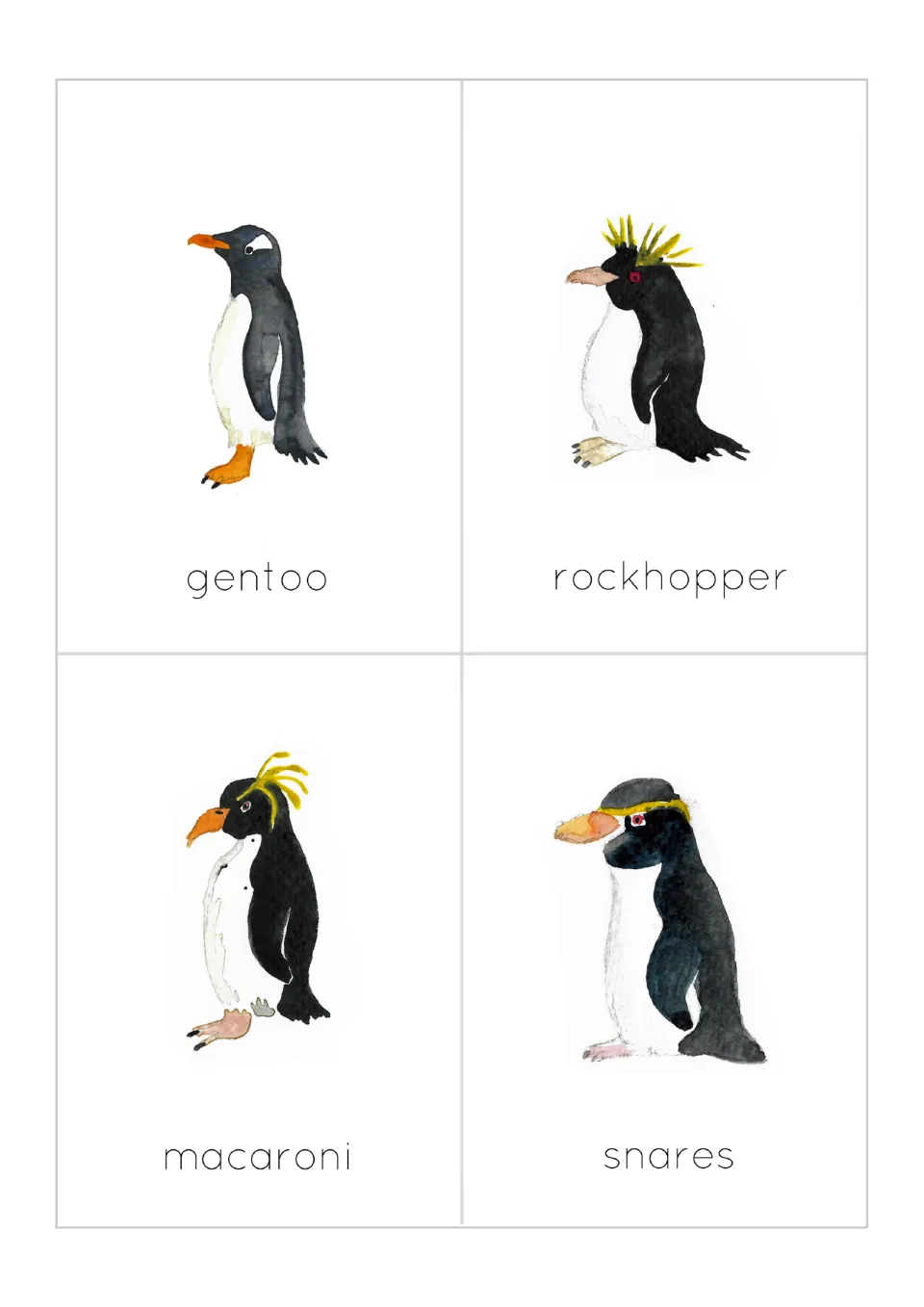 Crested and orange-billed penguin cards: gentoo, rockhopper, macaroni and snares, each drawn with its name underneath