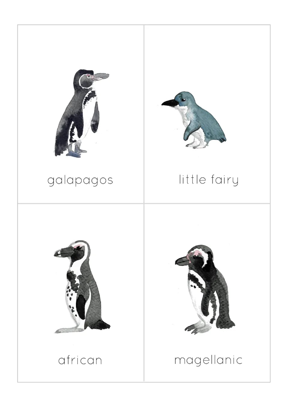 Banded and small penguin cards: galapagos, little fairy, african and magellanic, each labelled under its watercolor picture