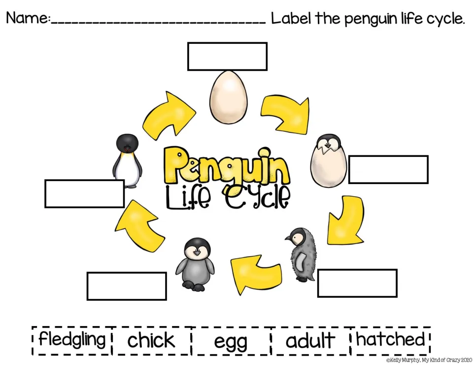 Penguin life cycle labeling worksheet with five cutout labels: fledgling, chick, egg, adult, and hatched