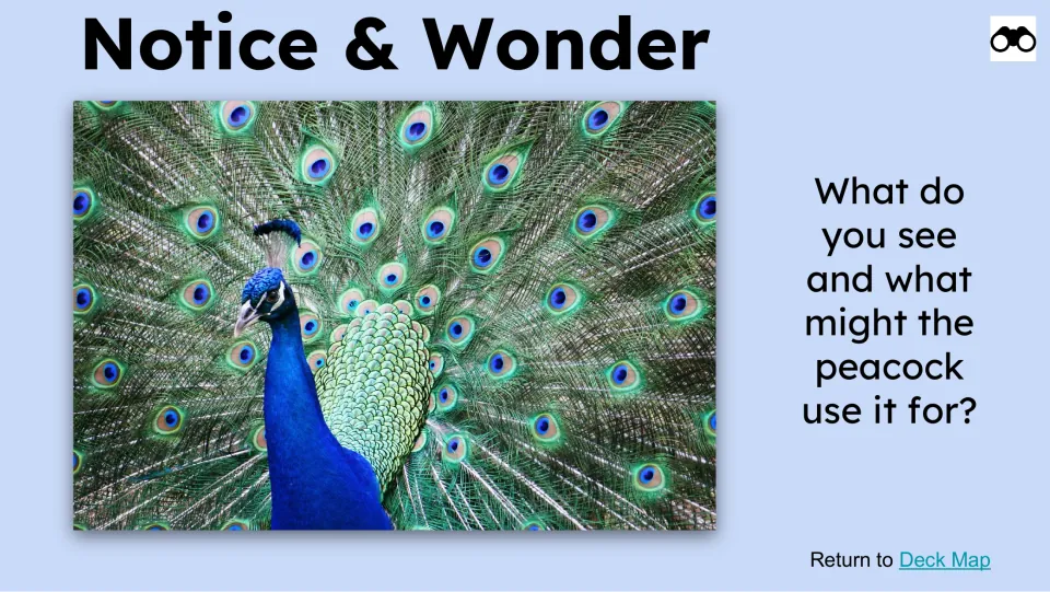 Notice & Wonder slide asks what students see in a peacock's spread feathers and what it might use them for