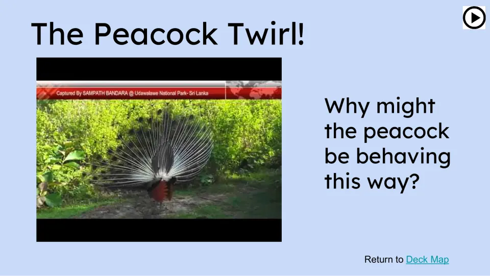 The Peacock Twirl video slide asks, 'Why might the peacock be behaving this way?' beside a video still
