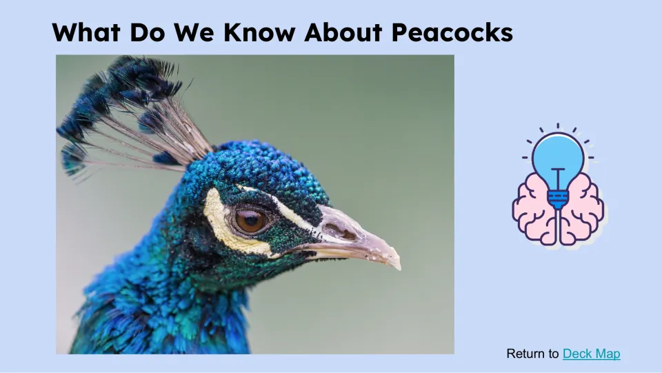 Prior-knowledge picture slide pairs 'What Do We Know About Peacocks' with a close-up of a peacock's head