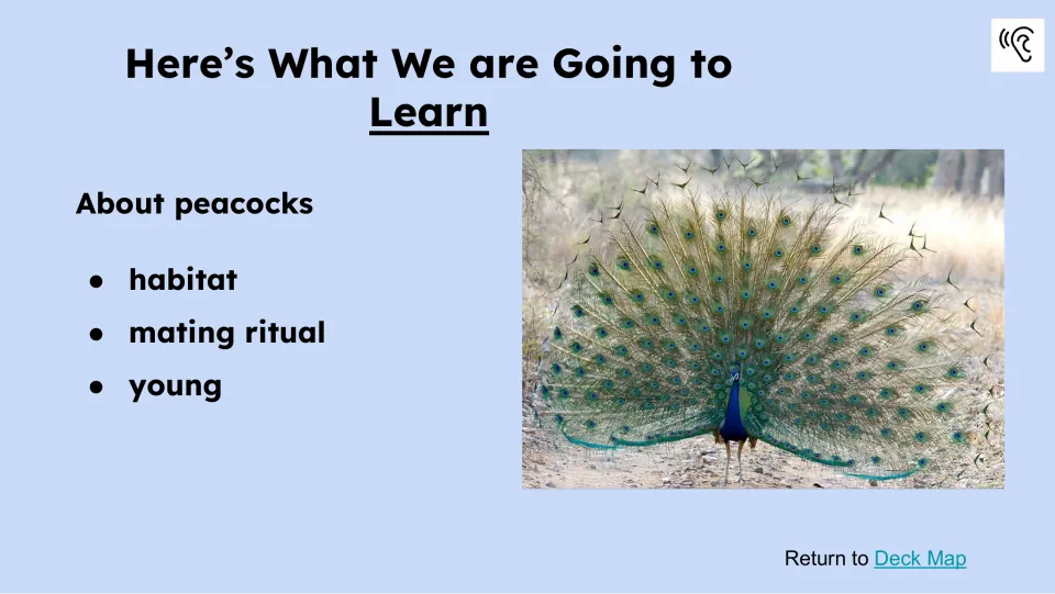 Learning preview names peacock habitat, mating ritual, and young beside a peacock displaying its feathers