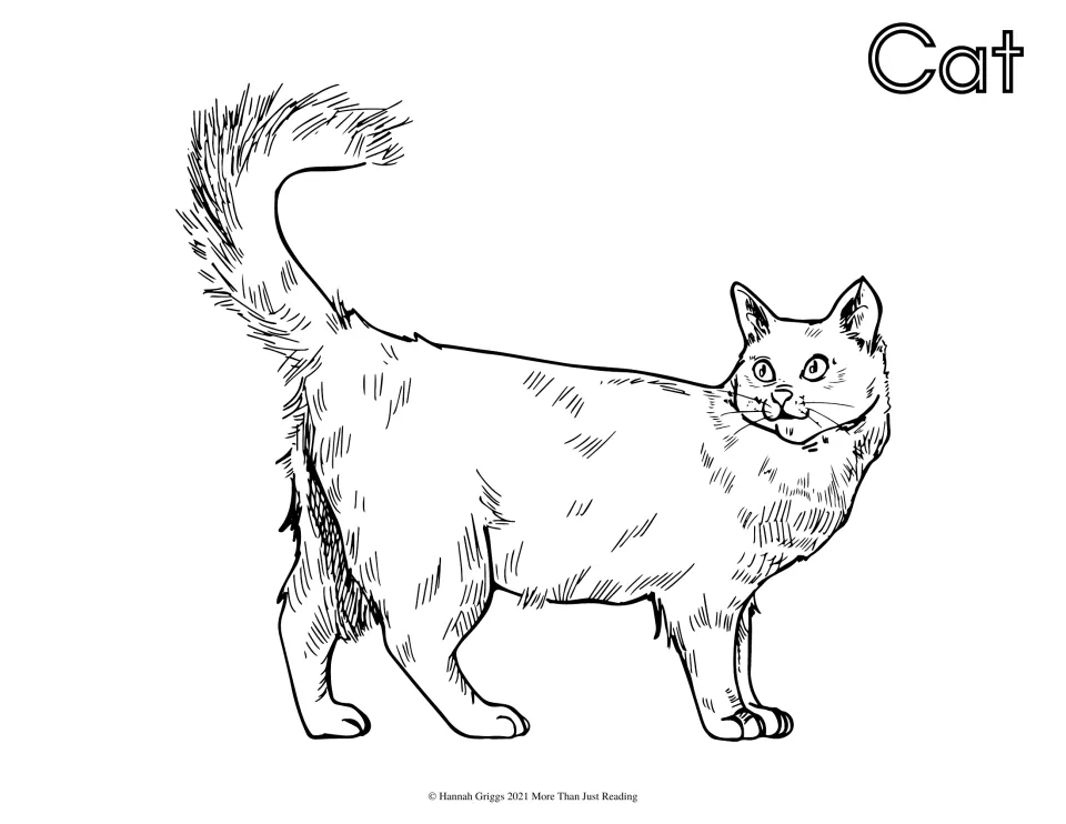 Cat coloring page: students color a fluffy cat standing with its tail raised, labeled Cat in hollow outline letters