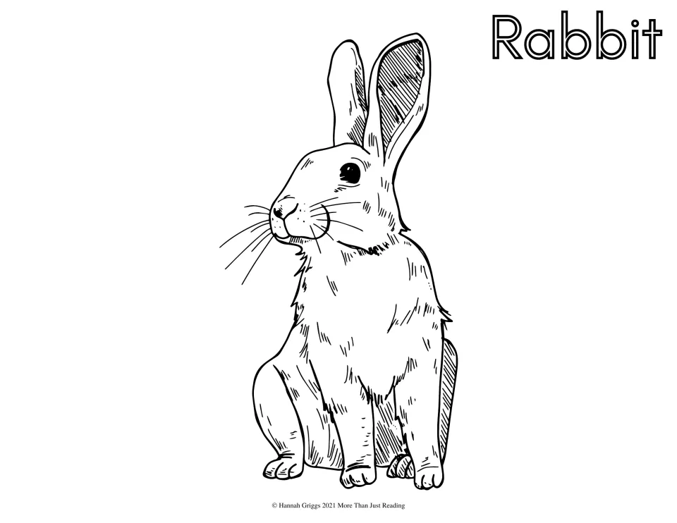 Rabbit coloring page: students color a sitting rabbit with tall ears and long whiskers, labeled Rabbit in outline