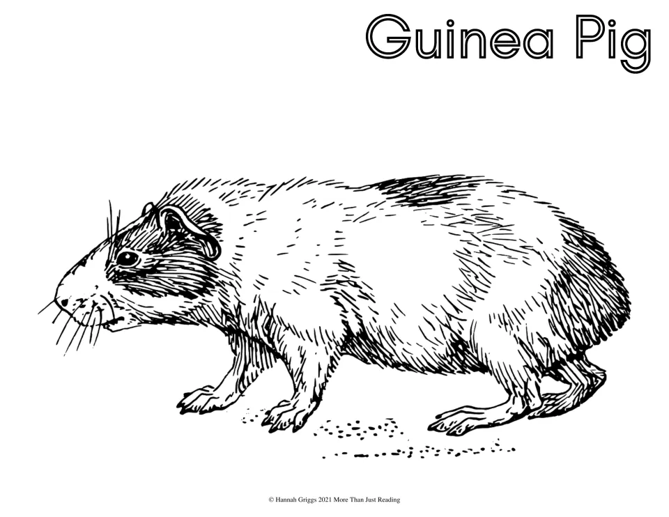 Guinea pig coloring page: students color a shaded guinea pig walking left, labeled Guinea Pig in outline letters