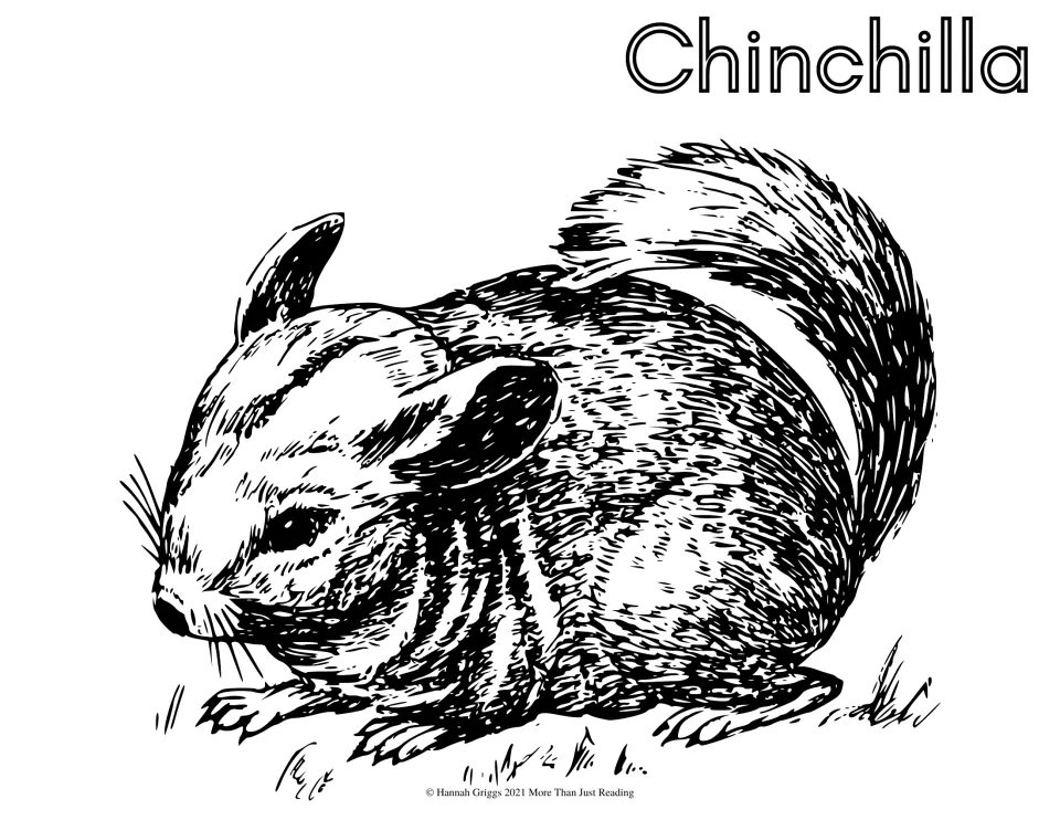 Chinchilla coloring page: students color a crouching chinchilla with round ears and a bushy tail on short grass
