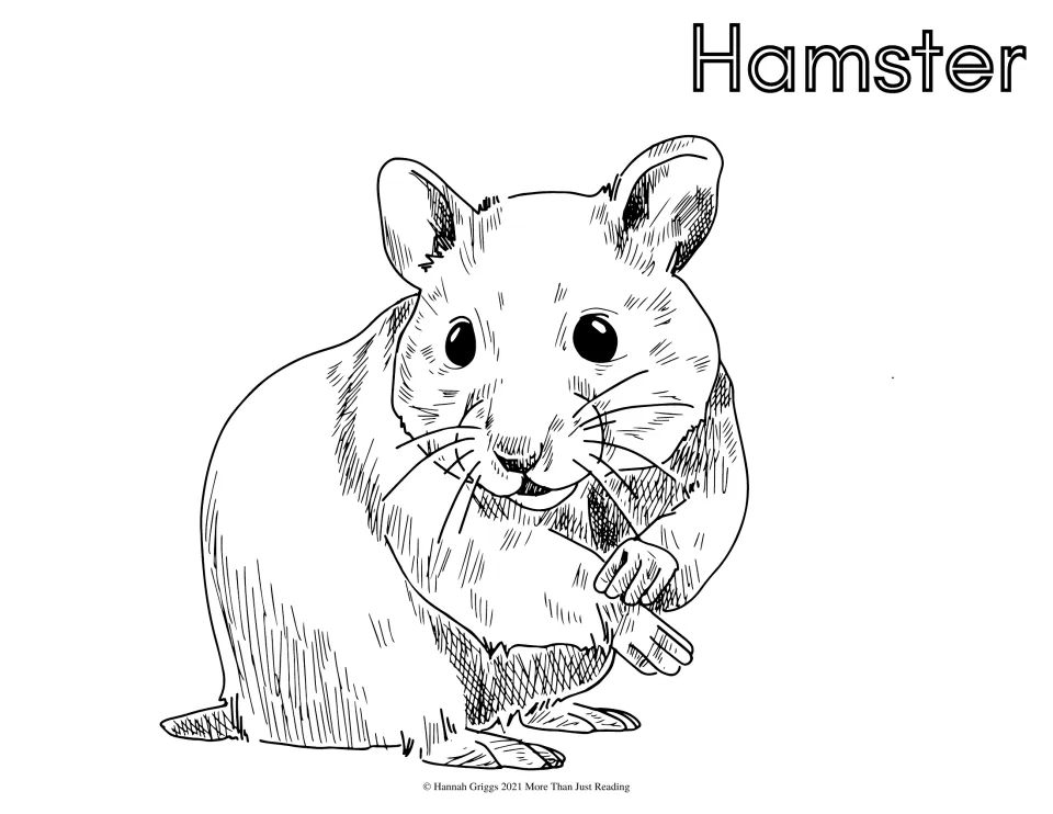 Hamster coloring page: students color a hamster facing forward, holding a stem in its paws, labeled Hamster