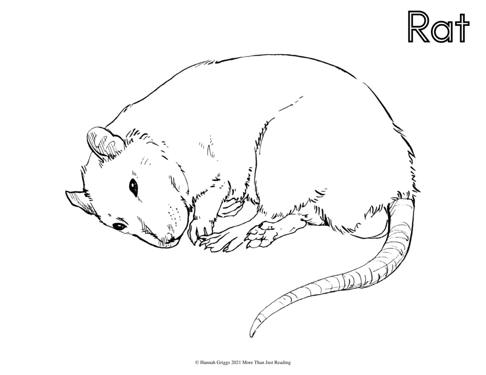 Rat coloring page: students color a curled-up rat resting with a long ringed tail, labeled Rat in outline letters
