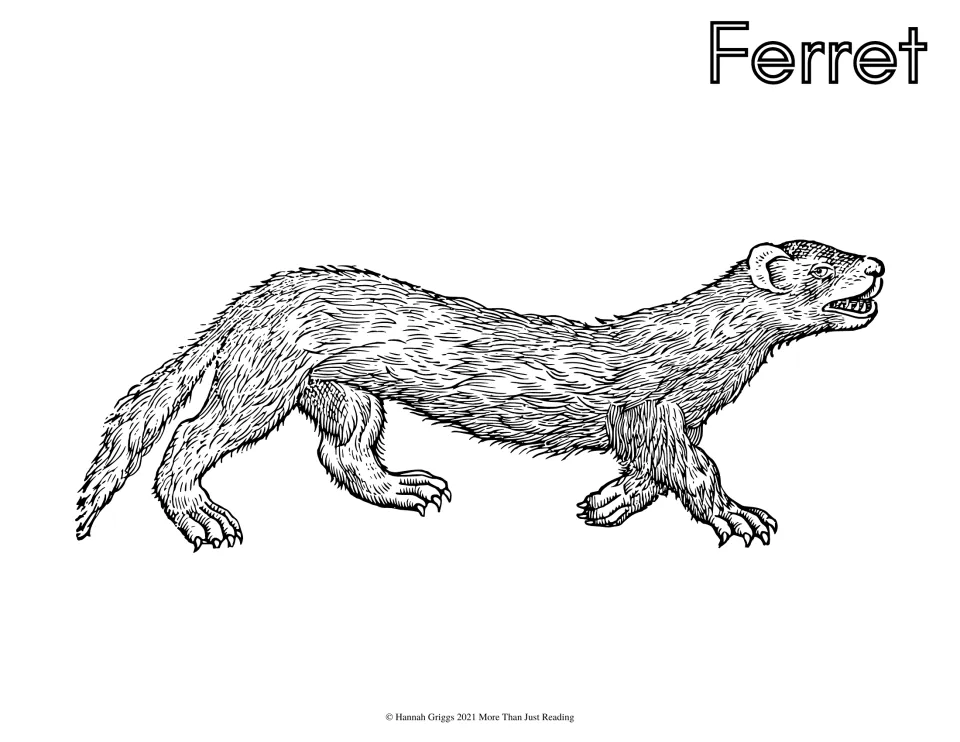 Ferret coloring page: students color a long, furry ferret mid-stride with its mouth open, labeled Ferret