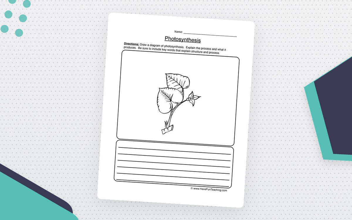 Photosynthesis Diagram Worksheet preview: Open photosynthesis diagram space