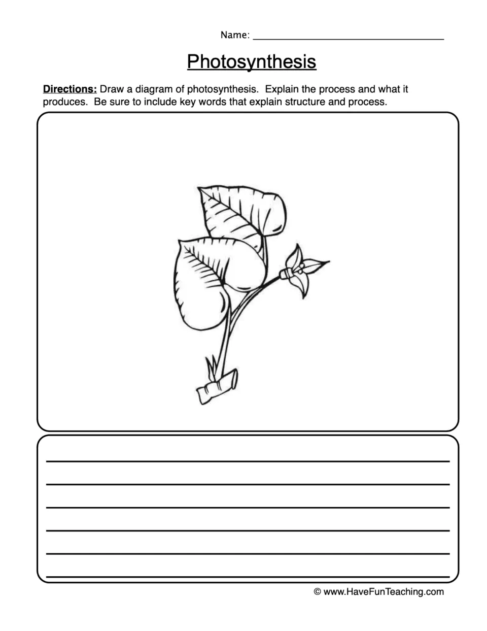 Photosynthesis: students draw a diagram on a plant picture using key words, then explain the process and what it makes