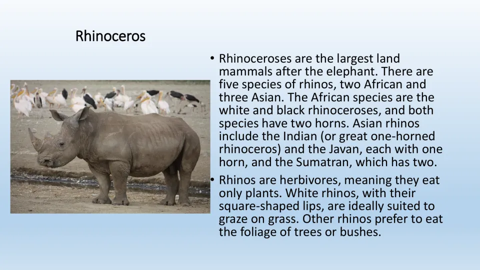 Rhinoceros information page for the PE game, with a color photo and facts about species, horns, and diet