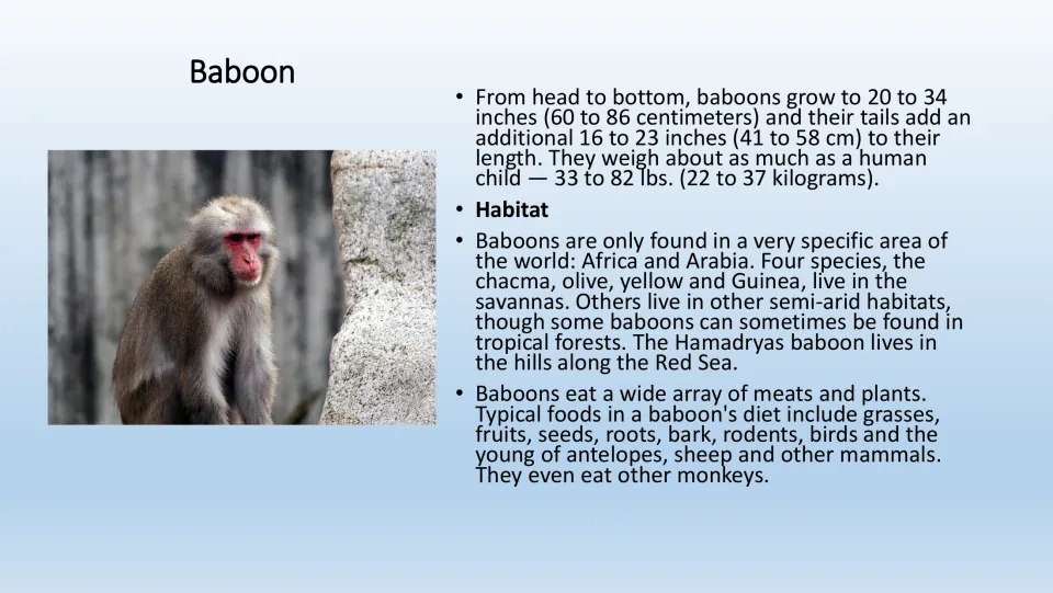 Baboon information page for the PE game, with a color photo and facts about size, habitat, and foods