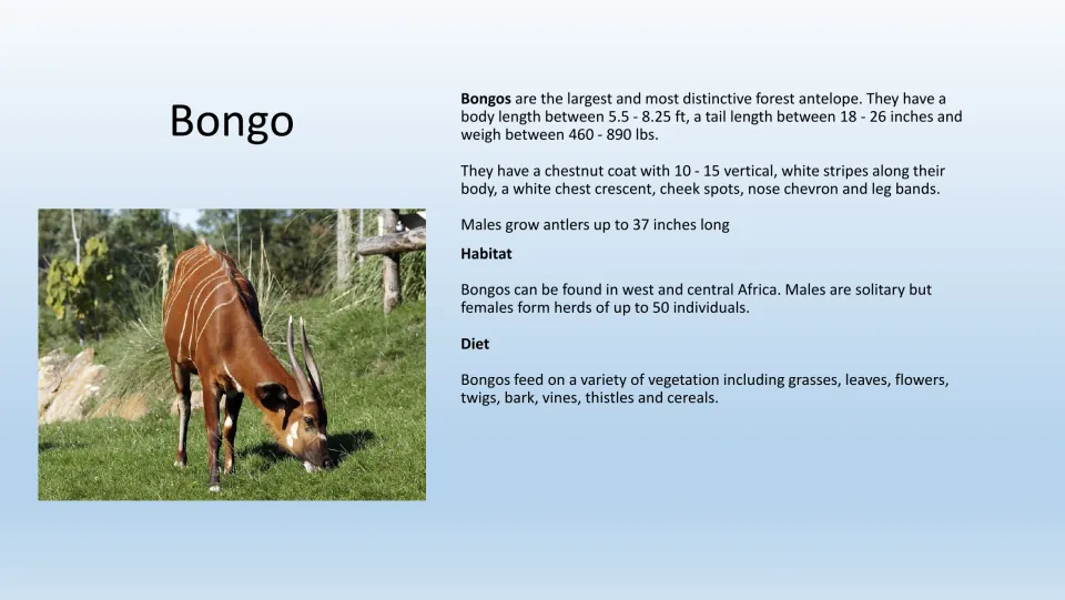 Bongo information page for the PE game, with a color photo and facts about stripes, habitat, and diet
